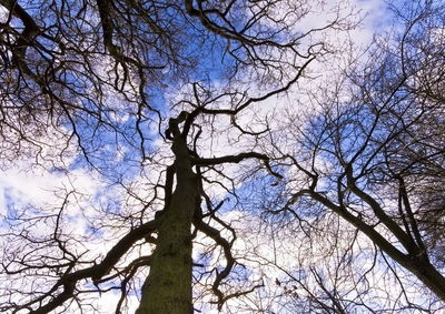 Low angle view of bare tree against sky