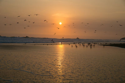 Birds flying over sea at sunset