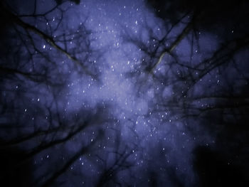 Leaf against sky at night