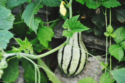 High angle view of vegetables on plant