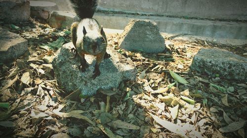 High angle view of birds