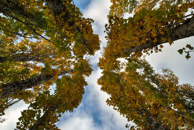 Low angle view of trees against sky