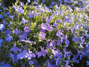 Close-up of purple flowering plants
