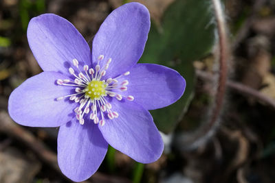 Close-up of purple flowering plant