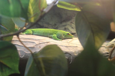 Close-up of lizard on leaf