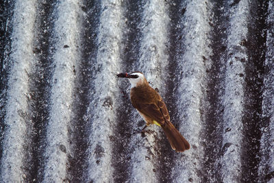 View of bird perching on snow