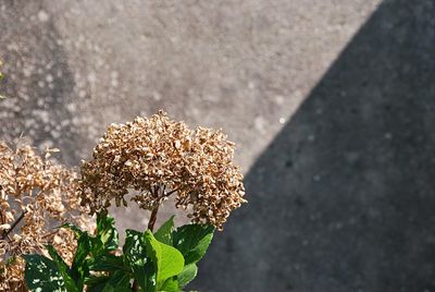 Close-up of wilted flowering plant