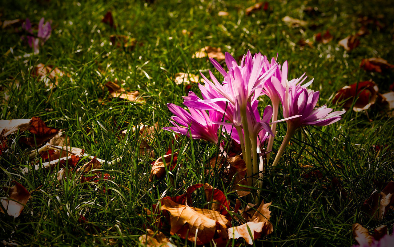 CLOSE-UP OF FLOWERS BLOOMING IN FIELD