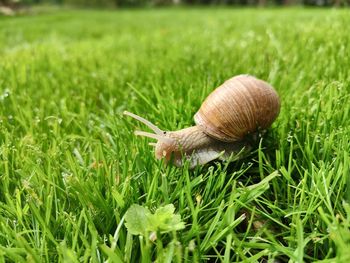 snail