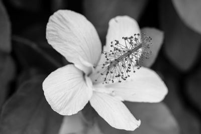 Close-up of insect on plant