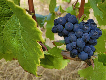 Close-up of grapes growing in vineyard