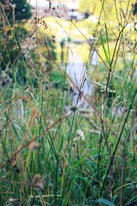 Close-up of plant against blurred background