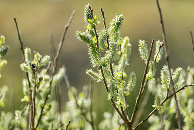 Close-up of plants