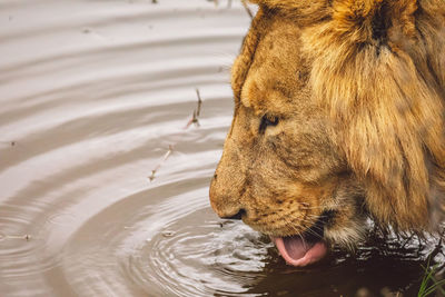 Close-up of lion drinking water