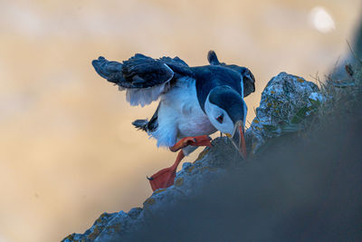 Puffin trying to establish nest site on a cliff face on rugged uk coastline low-level portrait view