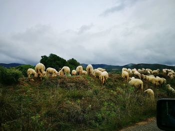 Sheep on field against sky
