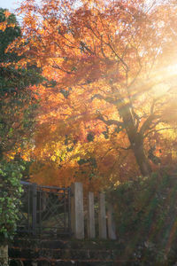 Trees by plants during autumn