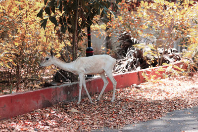 View of birds in park during autumn