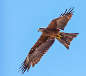 Low angle view of bird flying against clear blue sky