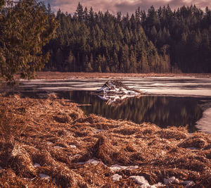 Scenic view of lake in forest during autumn