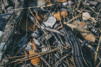 Top of the head of a lizard camouflaged on the ground of a field