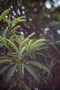 Close-up of fresh green plant