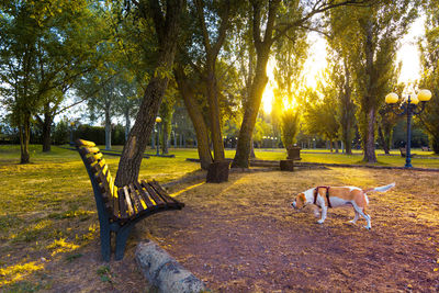 Dog in park