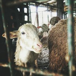 Portrait of cow standing in kitchen