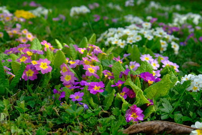 Close-up of flowering plants in field