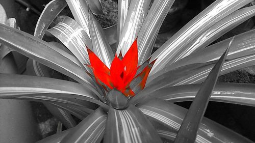 Close-up of red flowers