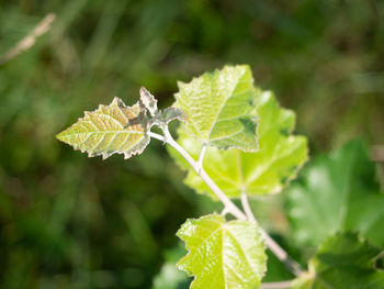 Close-up of green leaves on plant