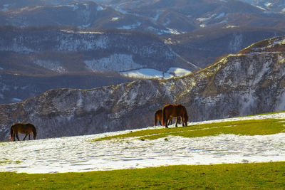 Horses grazing in a mountain