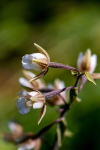 Close-up of white flowering plant