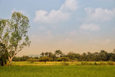 Scenic view of field against sky