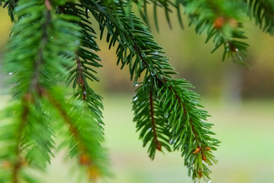 Close-up of pine tree leaves