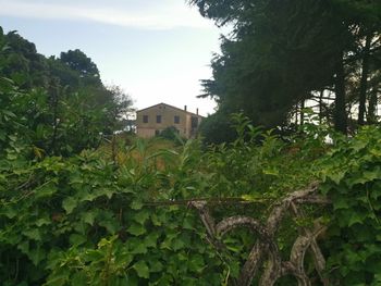 Plants and trees by building against sky