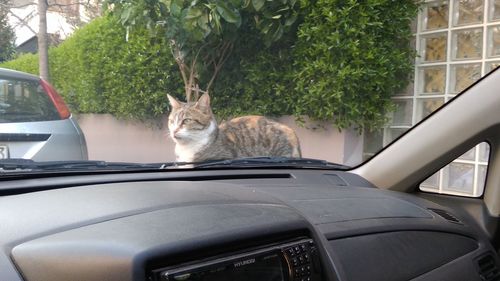 Cat looking through car window