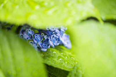 Close-up of wet purple flowering plant