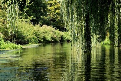 Scenic view of lake in forest