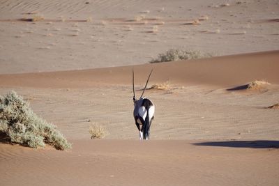 Dog walking on beach