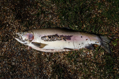 High angle view of fish