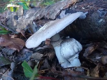 Close-up of mushroom growing on field