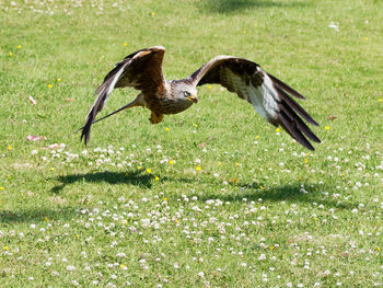 Red kite flying in a field