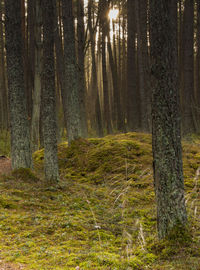 Trees in forest