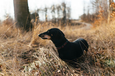 Close-up of black dog on grass