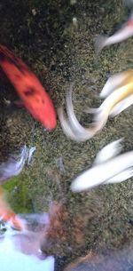 High angle view of fish in water
