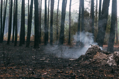 Scenic view of forest