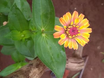 Close-up of yellow flowers blooming outdoors