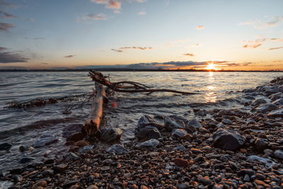 Driftwood on beach