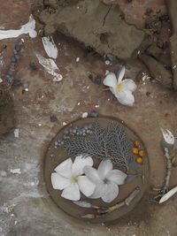 High angle view of white flowering plant in water